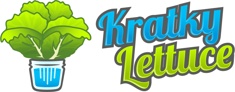 Kratky Lettuce - Hydroponic Lettuce grown in the Kratly Hydroponic System in Mason Jars