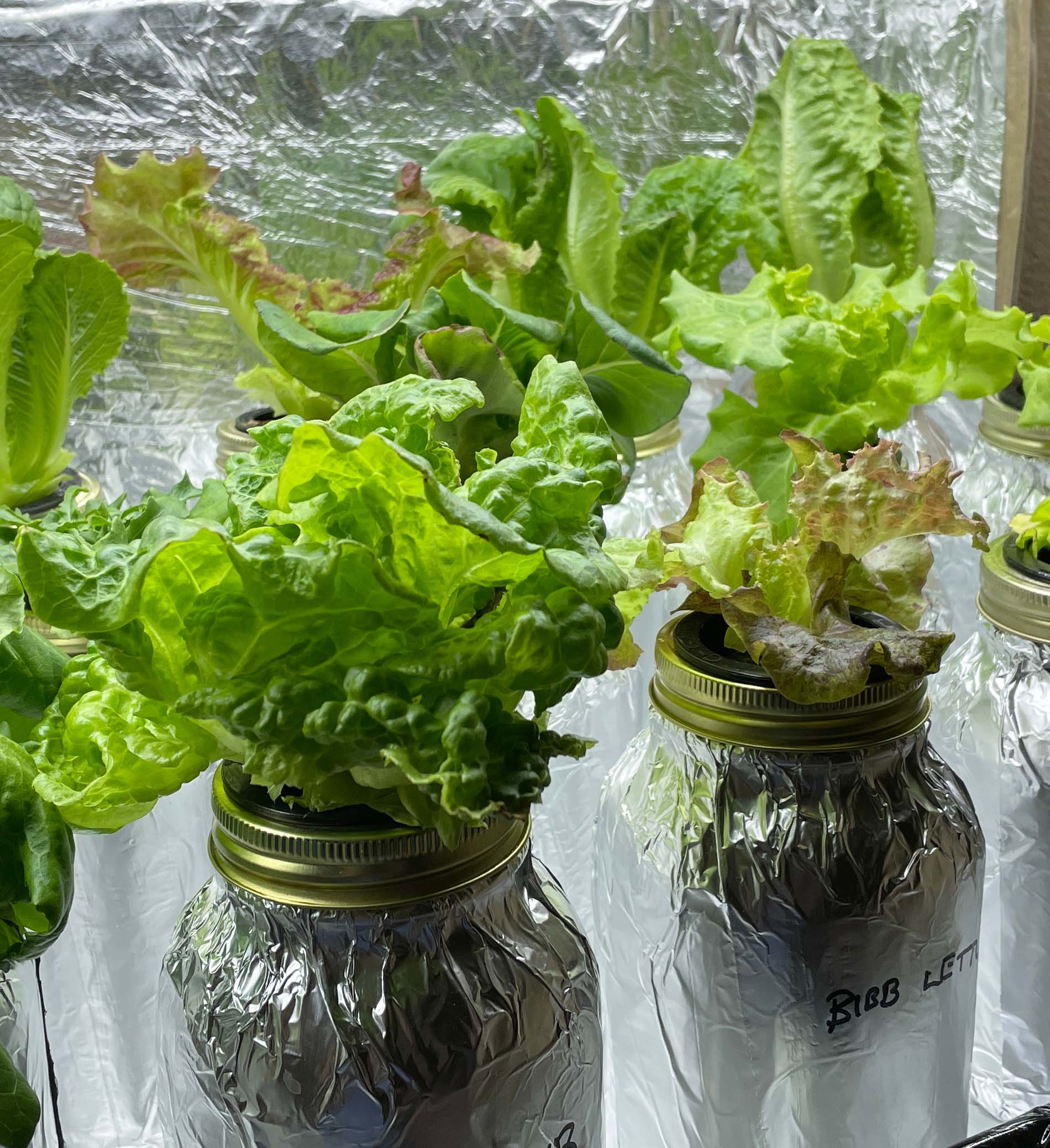 kratky hydroponic lettuce goring in mason jars hydroponics